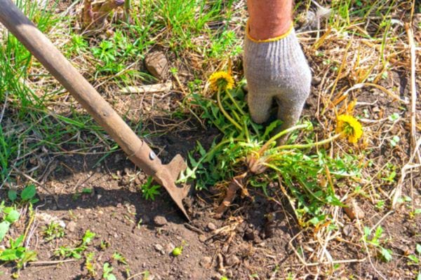 Une personne plantant une fourche dans la terre 