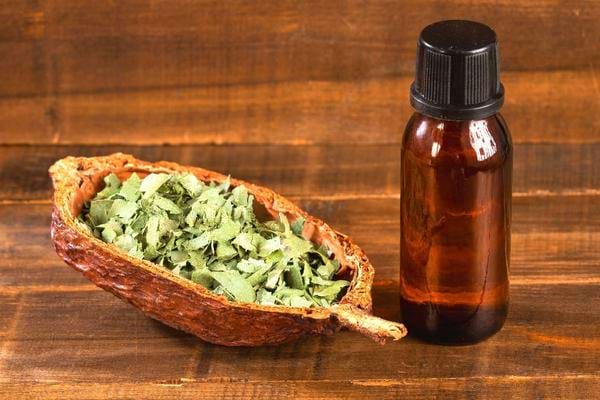 De l'huile essentielle d'eucalyptus pour faire fuir les chauves-souris