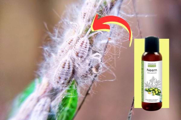 De l'huile de neem pour enlever les cochenilles sur une plante 