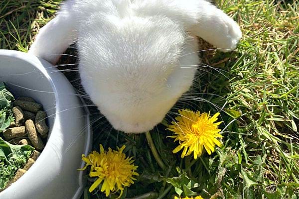 Un lapin blanc qui mange des fleurs de pissenlits 