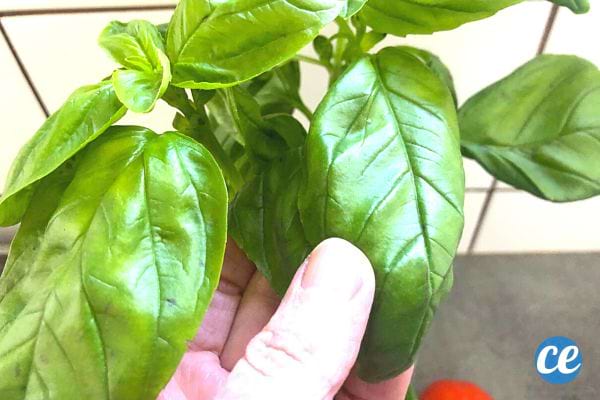 Une personne touchant sa plante de basilic