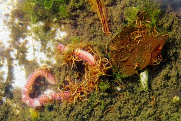 Des nématodes qui mangent les charançons de l'intérieur