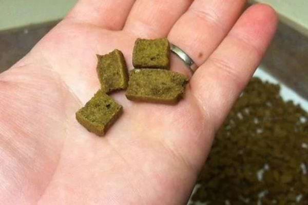 Une personne ayant des petits biscuits au foie pour chien dans sa main