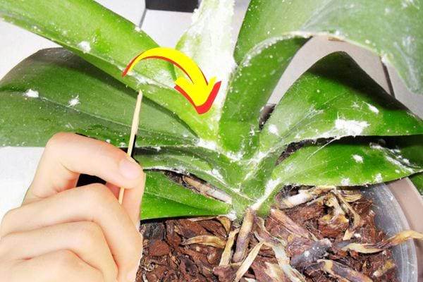 Une personne avec un cure-dent pour enlever les chochenilles qui se trouvent sur une plante
