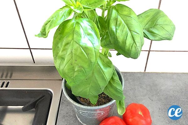 Une plante de basilic avec deux tomates à côté et un évier