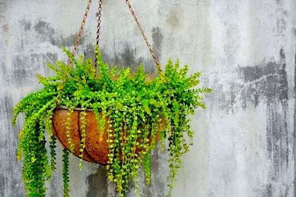 Une grosse plante dans un grand bol suspendu