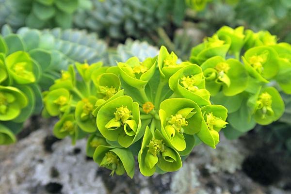 Une plante toxique du nom de L'euphorbe