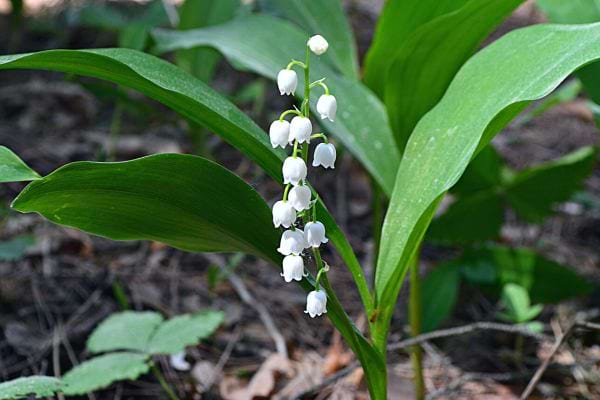 Une plante toxique du nom de muguet
