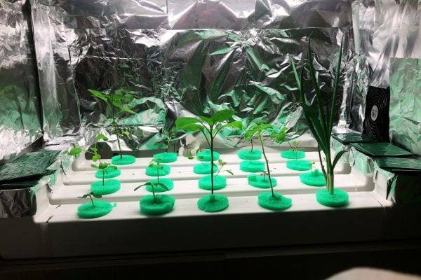 Plusieurs plantes dans de l'aluminium avec des lumières 