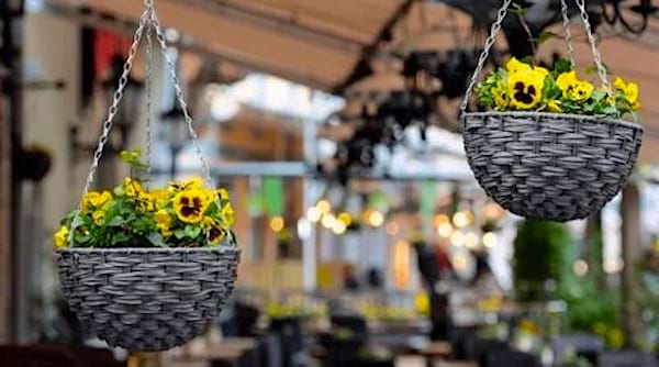 Deux plantes florales dans des paniers suspendus