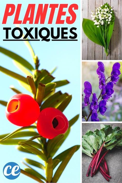 14 plantes toxiques en France qu'il ne faut ni manger ni toucher.