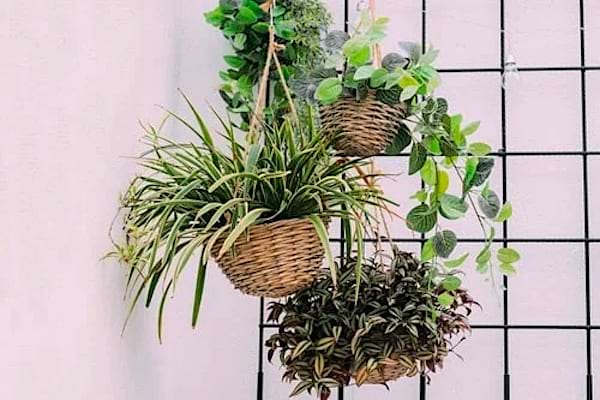 Plusieurs plantes dans plusieurs paniers suspendus