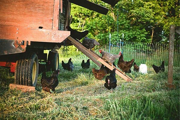 Plusieurs poules avec un poulailler