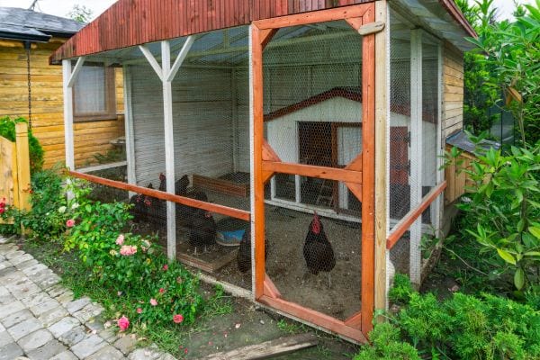 Un grand poulailler avec plusieurs poules à l'intérieur