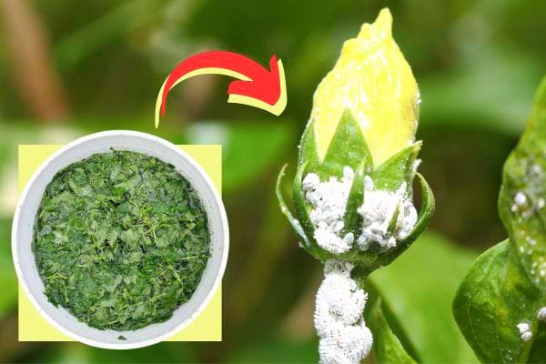 Du purin d'ortie pour enlever les cochenilles sur une plante 