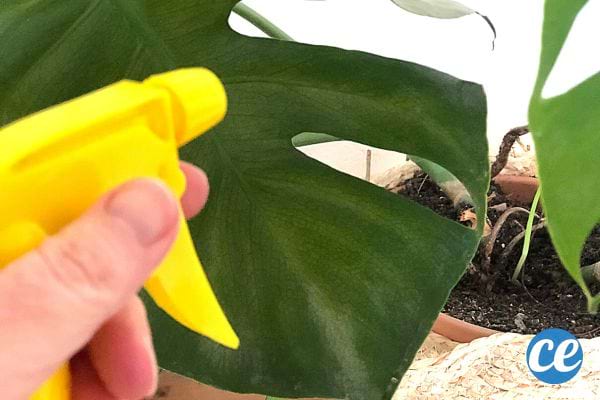 Une personne tenant un spray jaune devant des plantes 