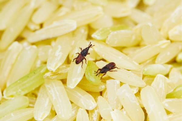 Piège à Charançon Du Pain Pafnisoin - 8 Pièces Avec Phéromones, Pour éliminer Les Insectes Des Farines - 6