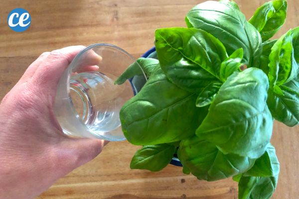 L'Astuce Pour Faire Durer le Basilic en Pot Pendant des Mois (Sans le