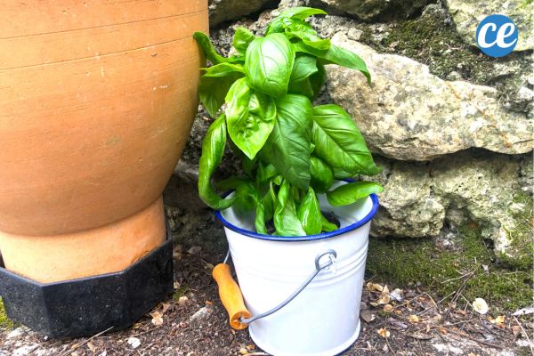L'Astuce Pour Faire Durer le Basilic en Pot Pendant des Mois (Sans le