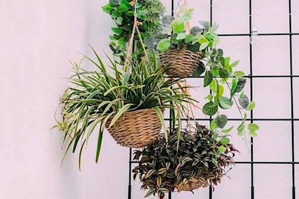 41 Façons Ingénieuses d'Accrocher Vos Plantes à La Maison.