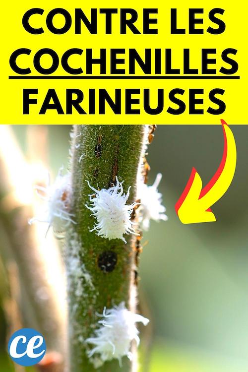Cochenille Farineuse L