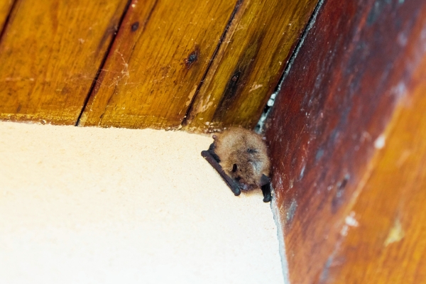 J'ai une Chauve-Souris dans la Maison : Ce Qu’il Faut Faire et Ne