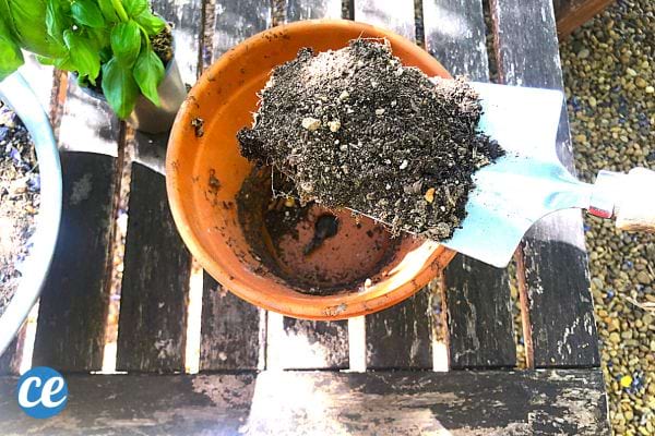 Une personne mettant de la terre dans un pot en terre cuite avec du basilic