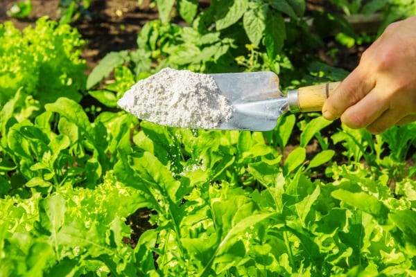 De la terre de diatomée pour éliminer les charançons