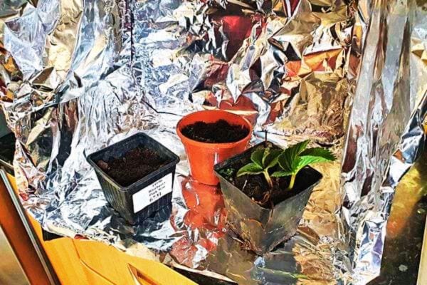 Trois pots de fleurs dans de l'aluminium