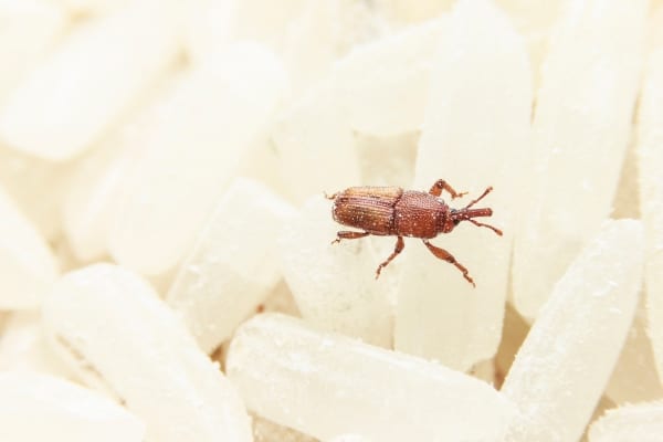 Un charançon gelé dans un paquet de riz