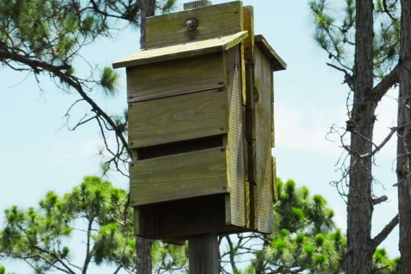 une maison pour chauves-souris qui les empêche d'entrer dans la maison