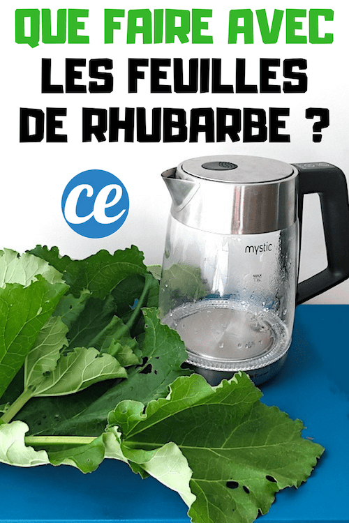 Que faire avec des feuilles de rhubarbe