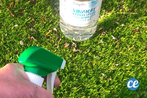 Une personne mettant du vinaigre d'alcool sur du gazon synthétique à l'aide d'un vaporisateur