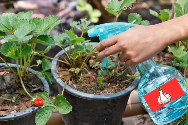 Une personne qui asperge ses plantes avec de l'ail dans un spray bleu 