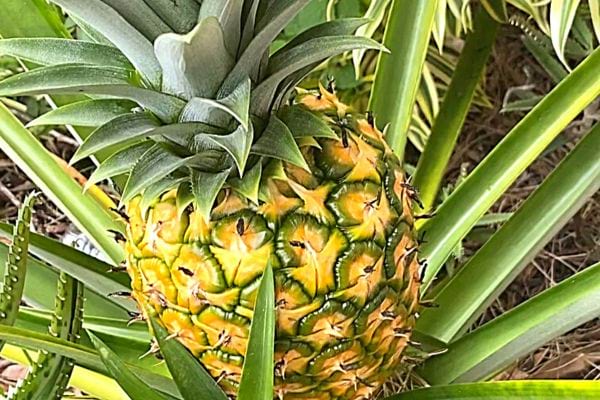 Un Ananas sur une plante en pleine nature 