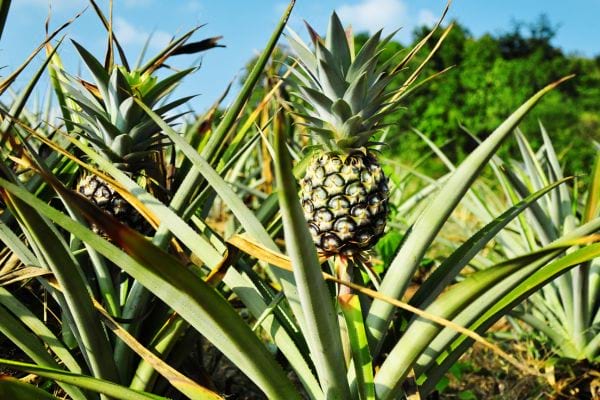 Deux ananas dans la nature