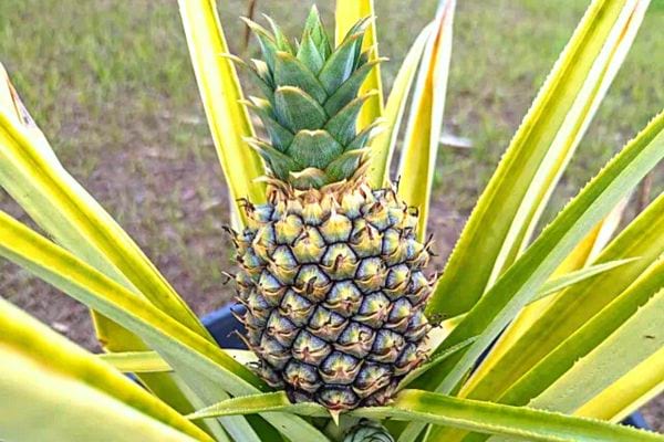 Un Ananas sur une plante 