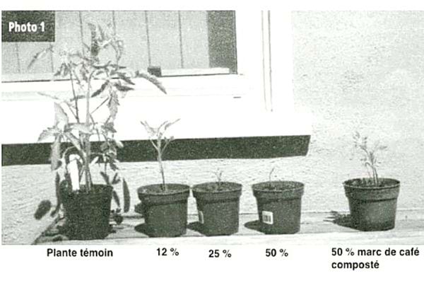 Une photo ancienne avec quatre pots de fleurs différents