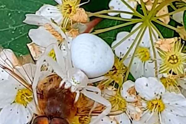Une araignée-crabe sur des fleurs