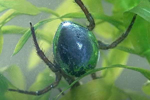Une araignée d'eau entre des plantes dans l'eau