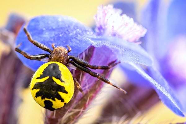 Une araignée Napoléon sur une fleur violette