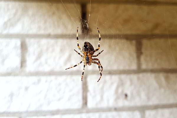 Une araignée sur sa toile