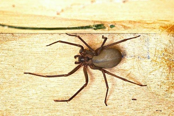 Une araignée violoniste sur le sol