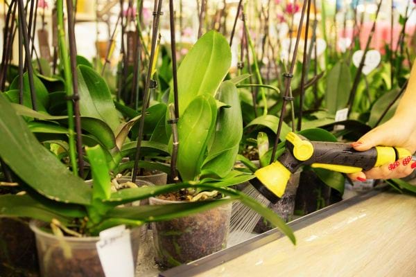 Une Femme qui arrose plusieurs Orchid&eacute;es &agrave; l'aide d'un jet d'eau 