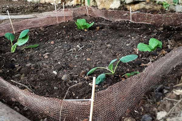 Un carré entouré d'une barrière en cuivre dans un jardin 
