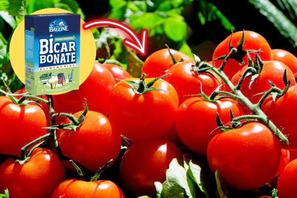 Du bicarbonate avec pleins de tomates 