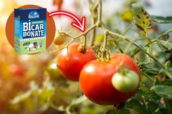 Du bicarbonate avec des tomates 