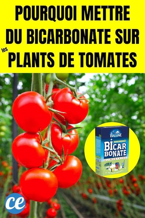 Pourquoi Fautil Mettre du Bicarbonate sur les Plants de Tomates