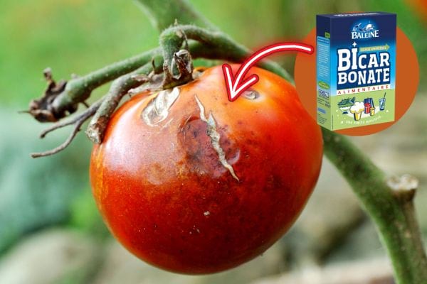 Du bicarbonate pour le mildiou sur une tomate 