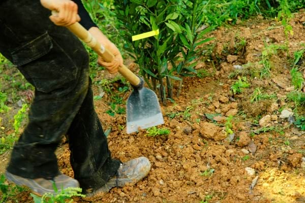 Un homme qui utilise une binette pour enlever les mauvaises herbes du jardin